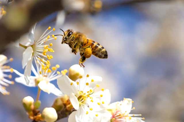 A honey bee hovering near a white flower.