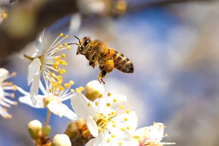 A honey bee hovering near a white flower.