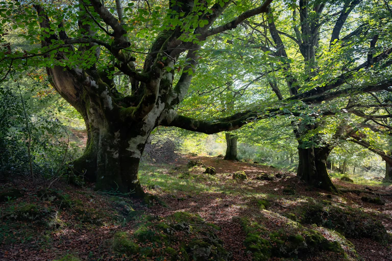 Huge beech tree with large branches in the enchanted forest in the Basque Country, Alava, Spain.