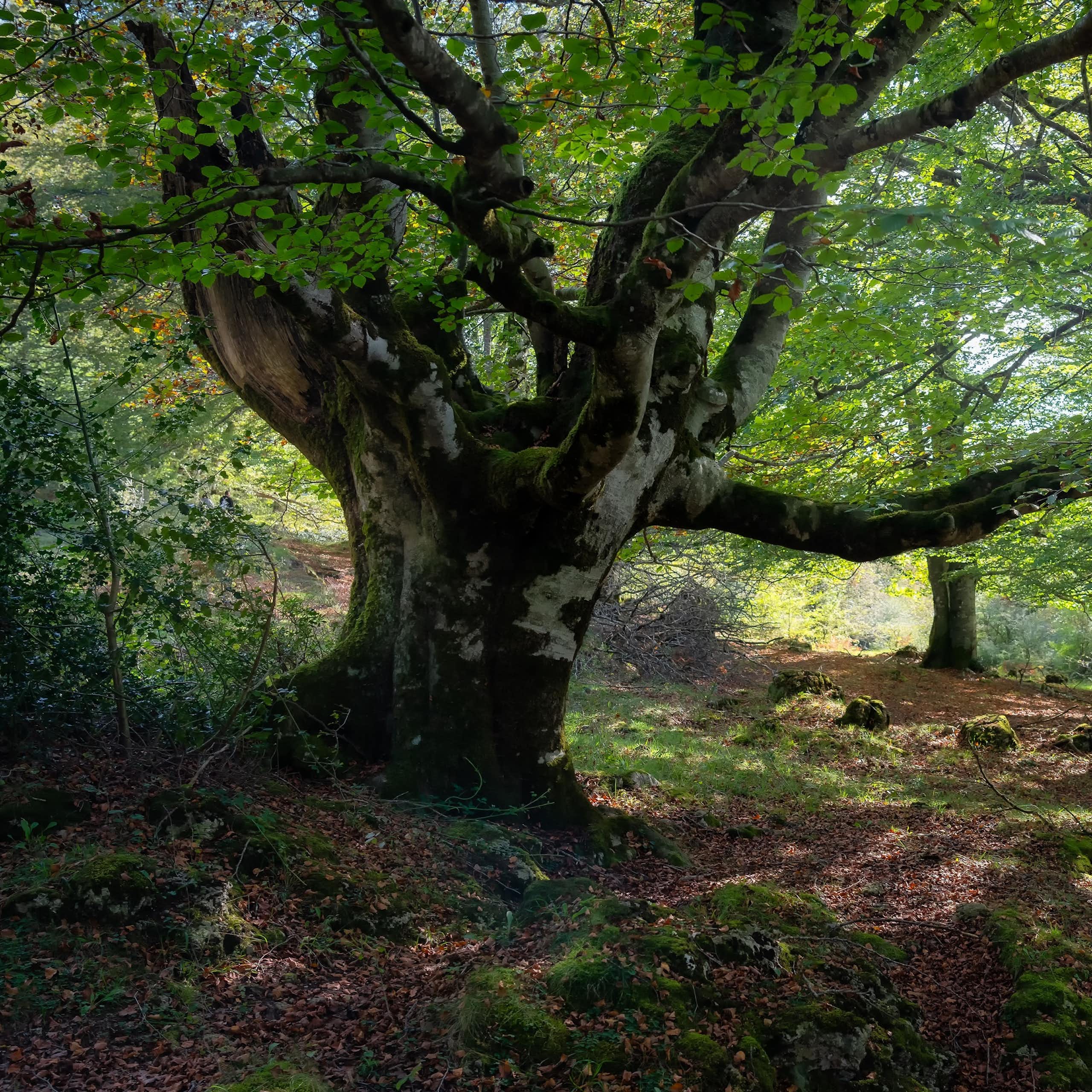 Huge beech tree with large branches in the enchanted forest in the Basque Country, Alava, Spain.