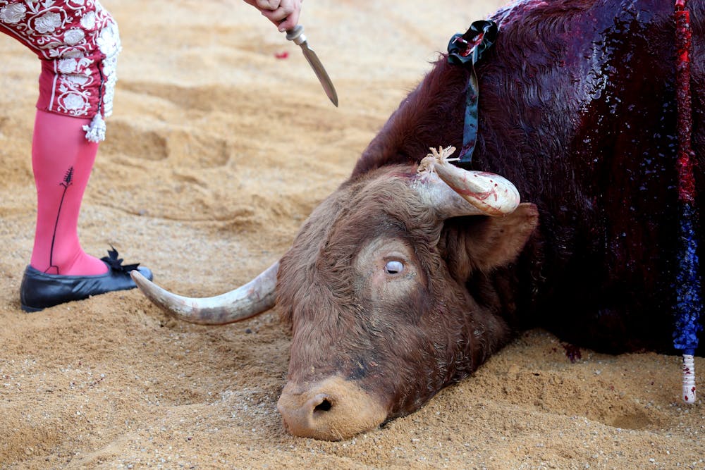 Veinte minutos de martirio y dolor: ¿qué ocurre en el cuerpo del toro antes de morir?