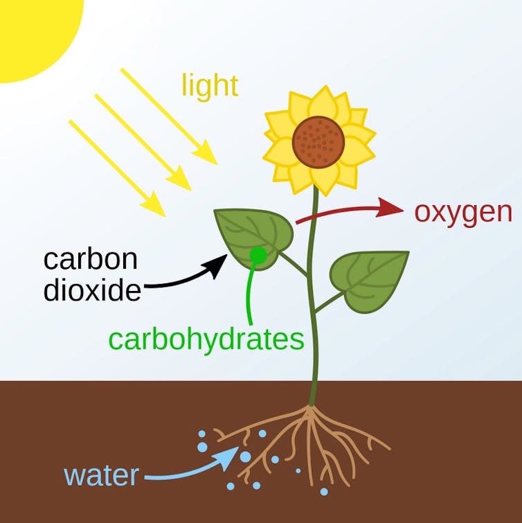 A graphic diagram of a plant showing sun, soil, roots, leaves and a flower