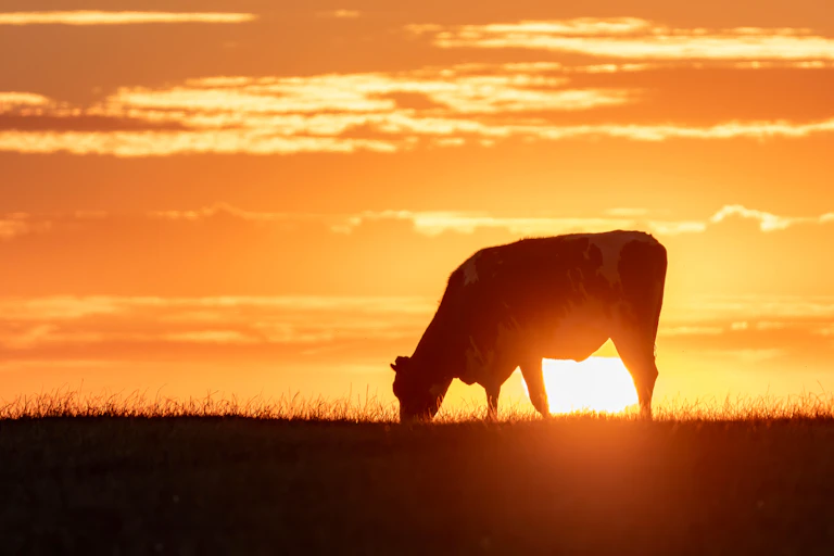 Cow at sunset