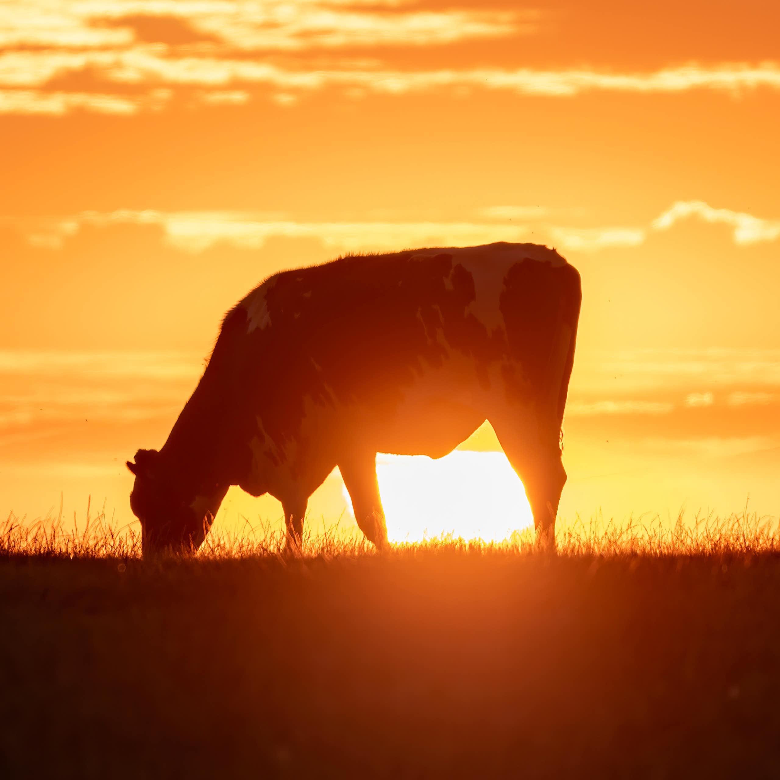 Cow at sunset