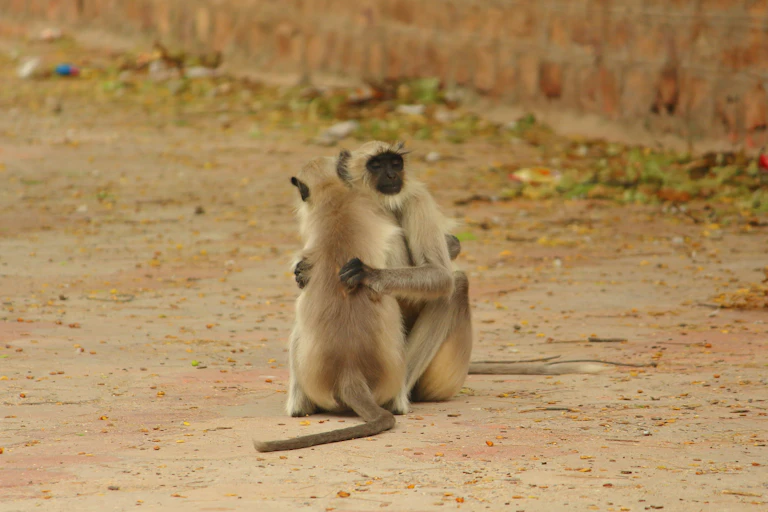 Deux singes langurs s'enlacent