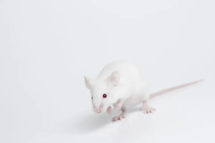A white mouse