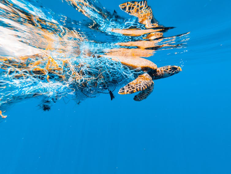 Blue sea, green turtle swimming with fishing net attached behind it