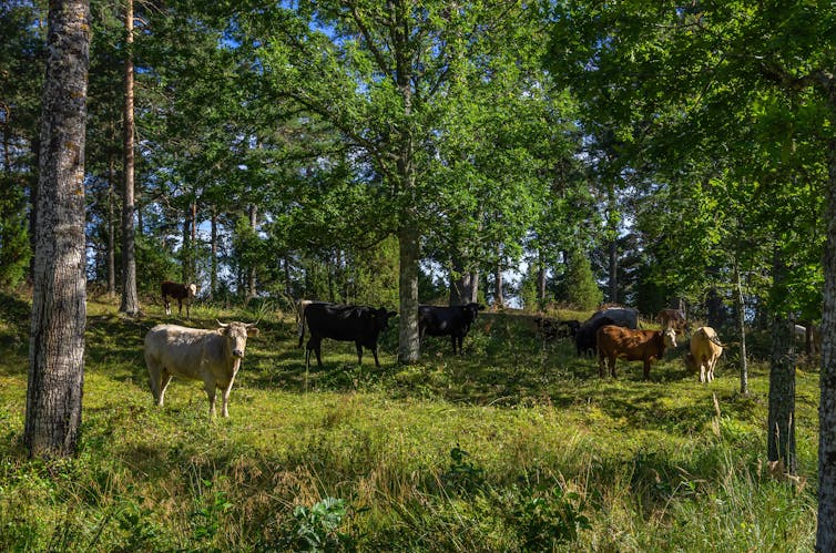 Cattle grazing among trees.