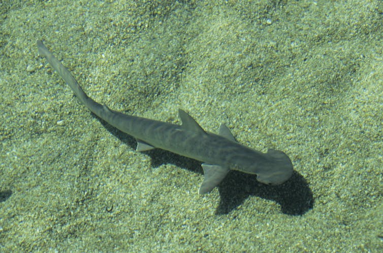 view from above of grayish fish swimming just above sandy seafloor