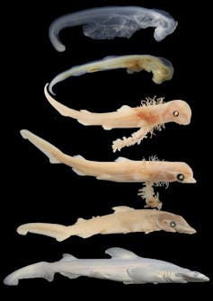 composite image of six shark embryos at advancing stages of development