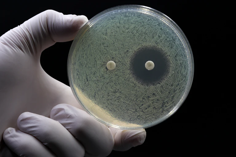 il est possible de voir l'effet d'un antibiotique dans une boite de Petri.