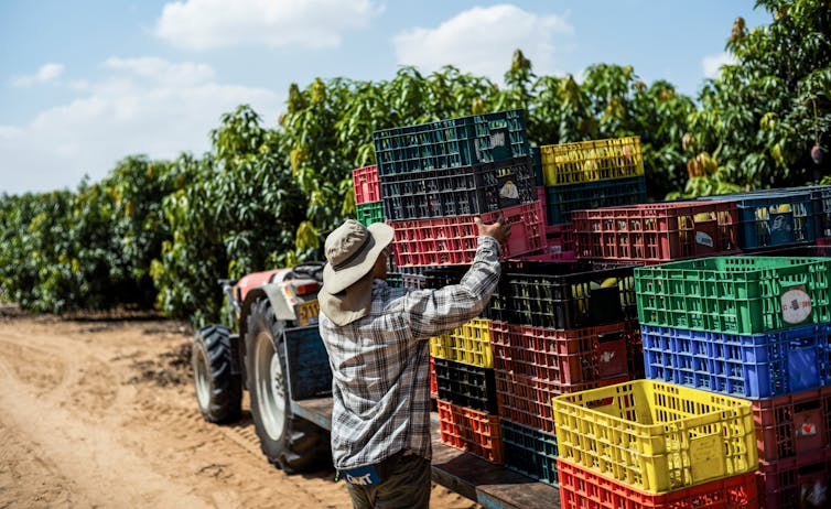 A man in a hat handles crates being loaded onto the back of a tractor.