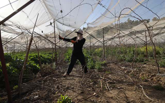 A man in a hat works on crops under a net.