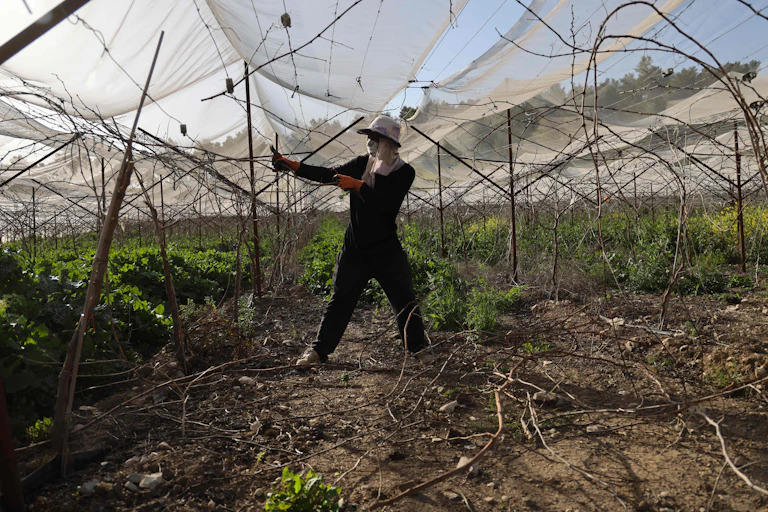 A man in a hat works on crops under a net.
