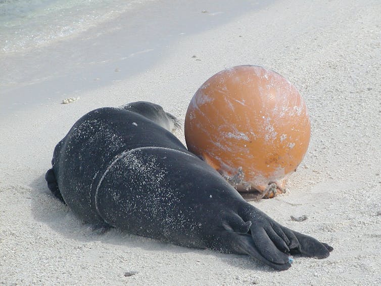 A seal on a beach, with a rope wrapped around it and connected to a large orange float beside the animal.