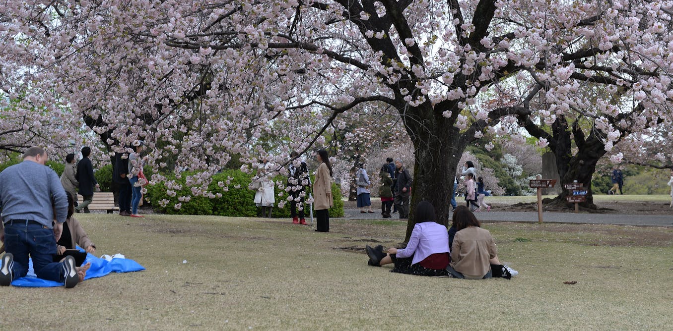 桜は何世紀にもわたって日本で祝われ、アメリカ人に贈られましたが、無常と春の感謝の気持ちを表現しています。