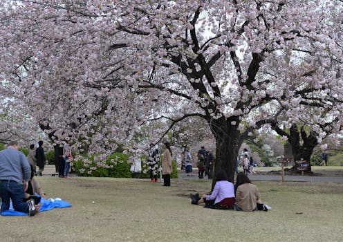 Cherry blossoms – celebrated in Japan for centuries and gifted to Americans – are an appreciation of impermanence and spring
