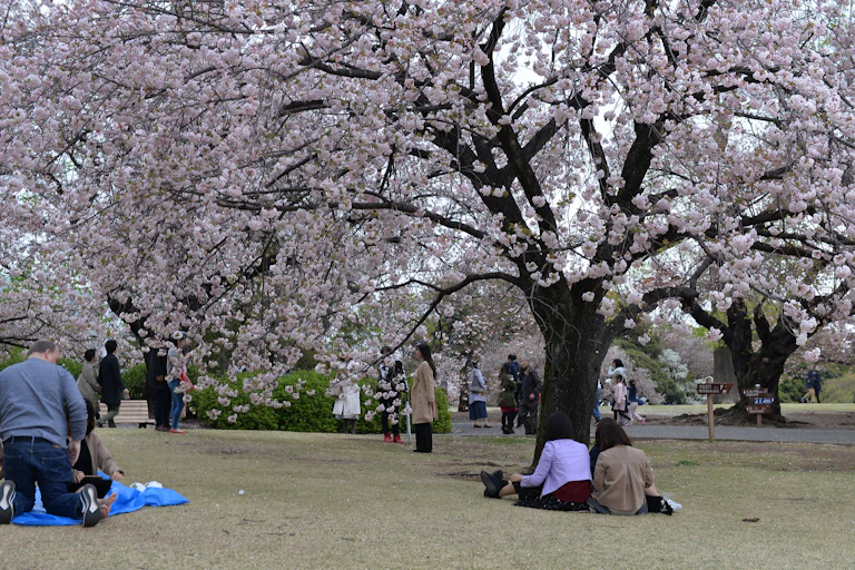 Families sit or walk around large trees with pink blooms in a garden.