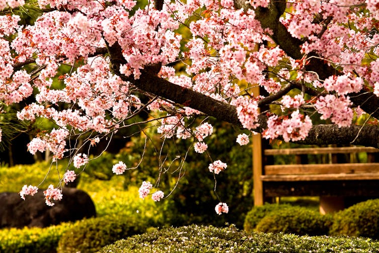 A blossoming Japanese tree laden with clusters of pink flowers in a garden.