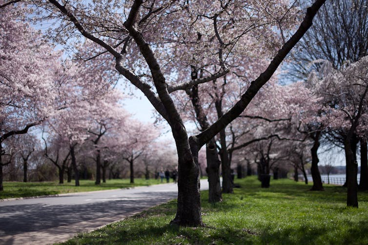 Two rows of tall trees with clusters of pink flowers on either side of a pathway.