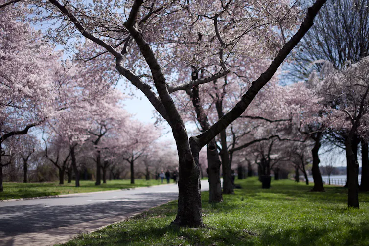 Deux rangées de grands arbres avec des grappes de fleurs roses de part et d’autre d’une allée