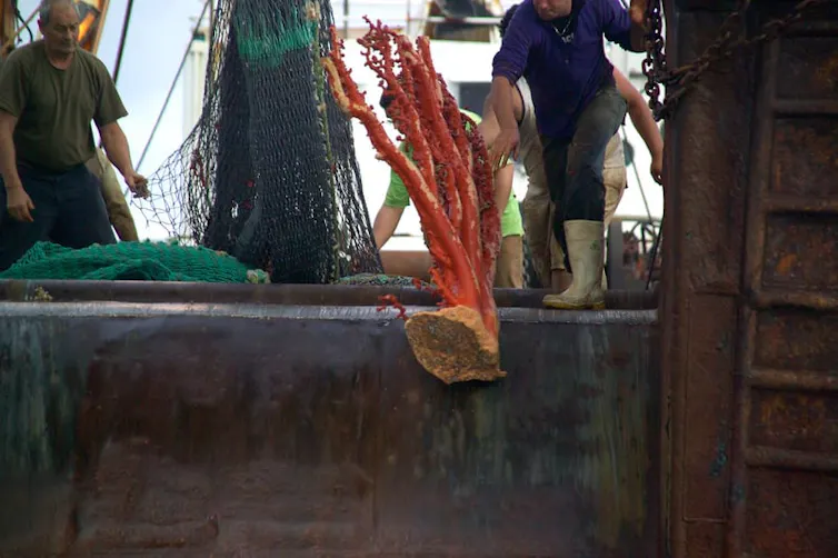 bottom trawling coral