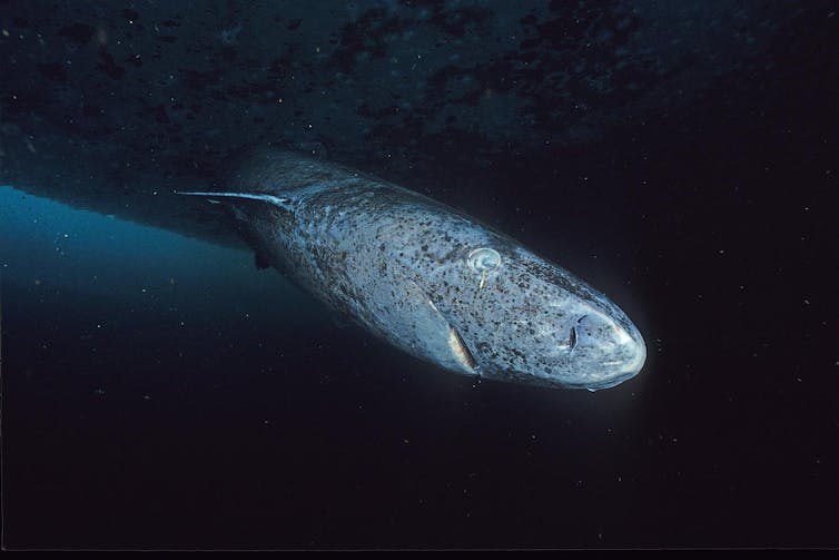 Greenland shark in dark water