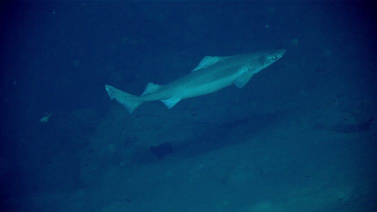 Gulper shark