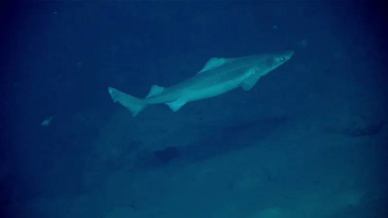 Gulper shark