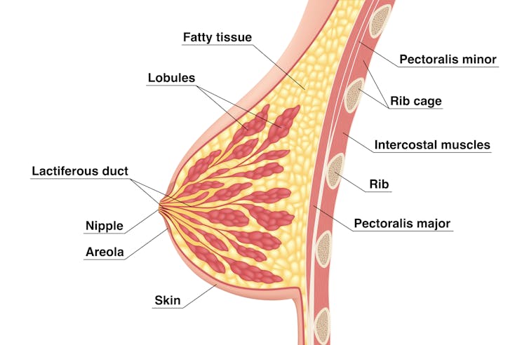Anatomical diagram of the breast