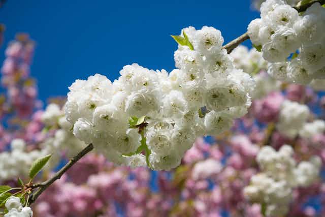 White blossoms on a blue sky.