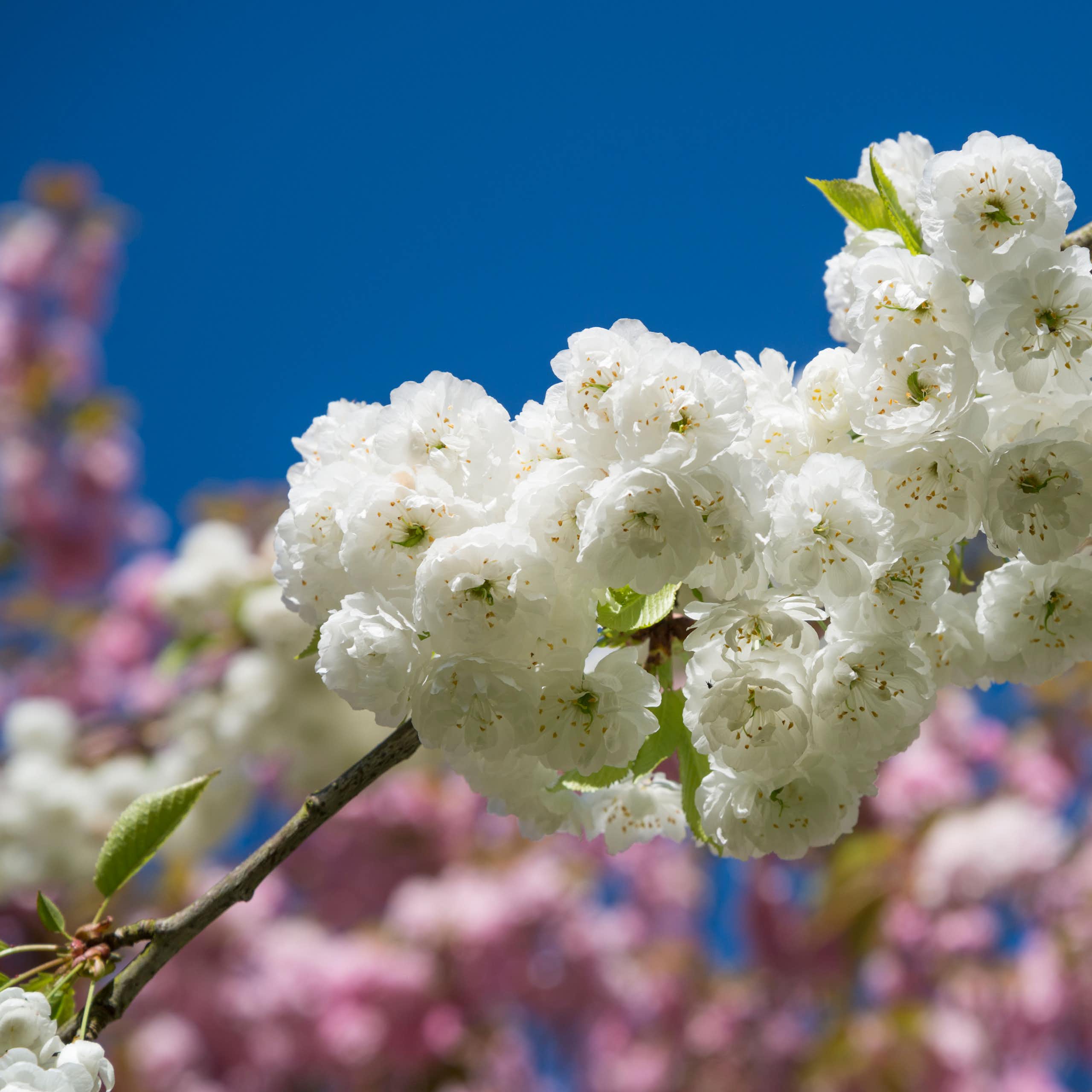 White blossoms on a blue sky.