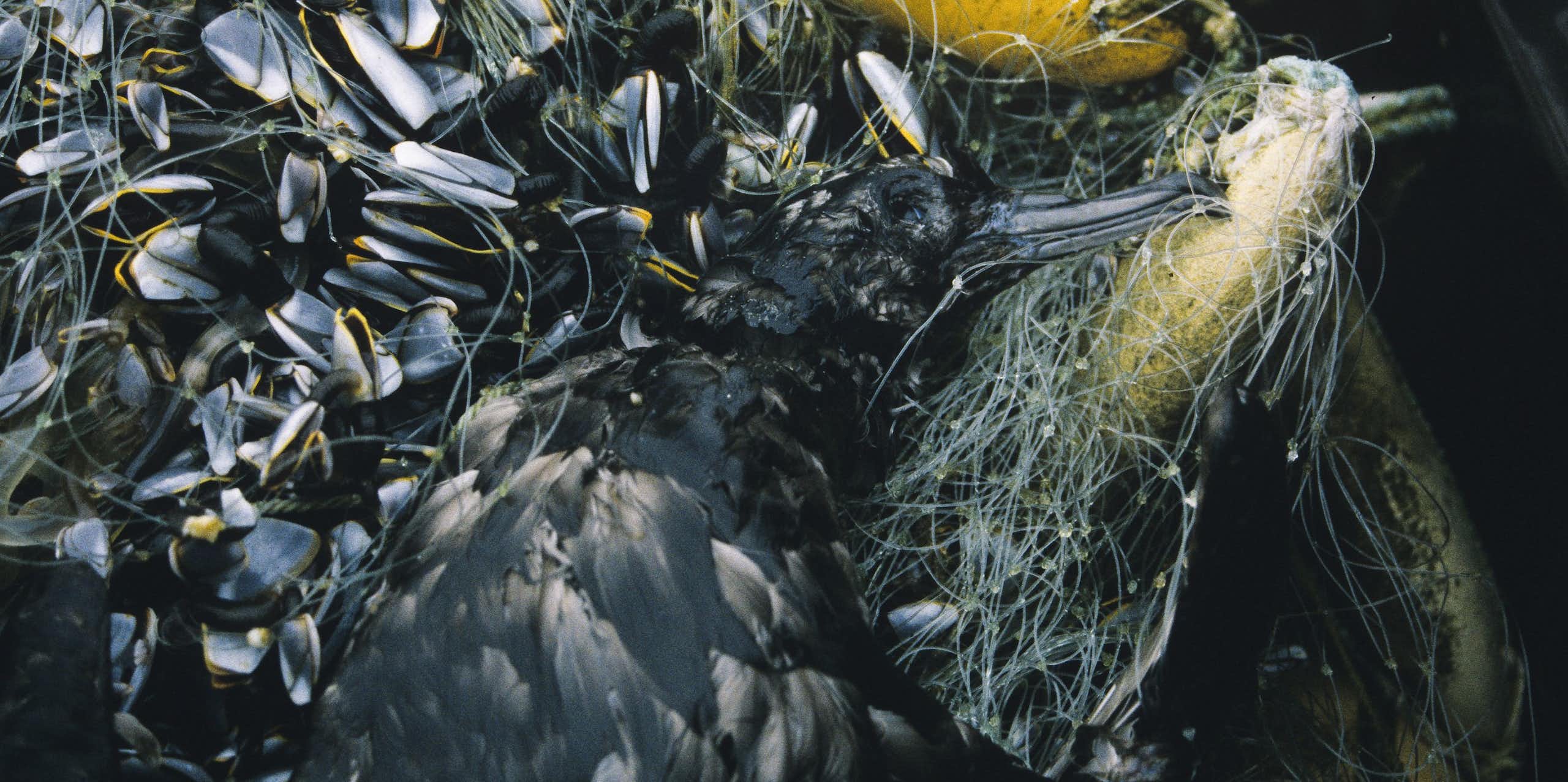 A large black bird, dead, tangled in a net with many fish