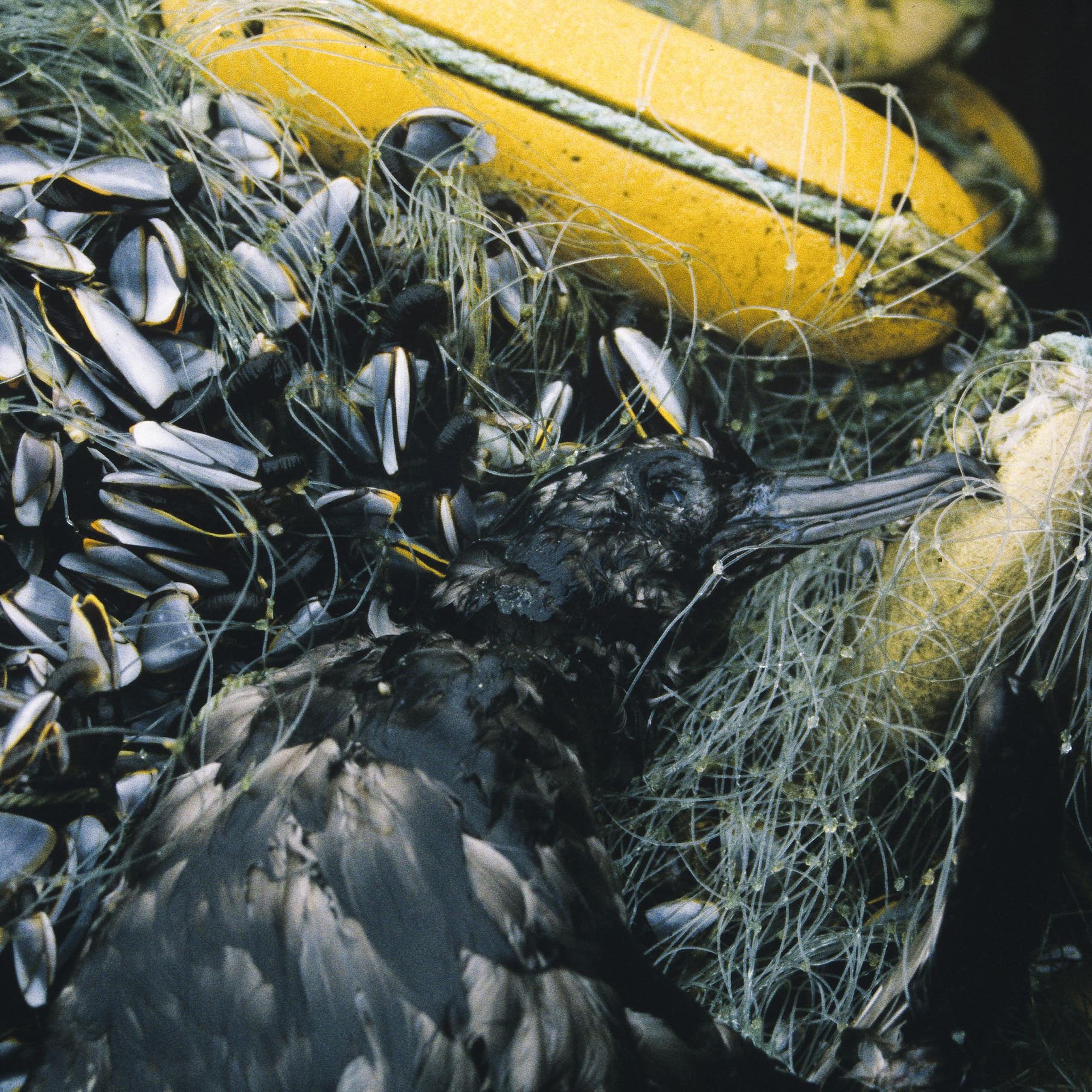 A large black bird, dead, tangled in a net with many fish