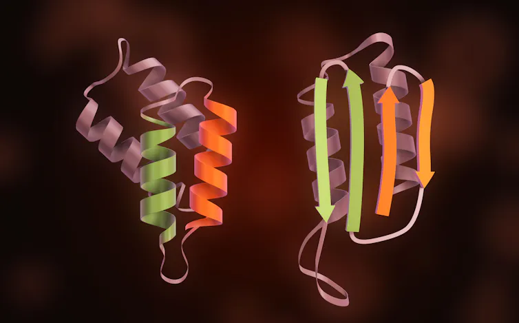Illustration 3D montrant, à gauche, la protéine PrP sous forme d’hélices et, à droite, la même protéine sous forme de feuillets