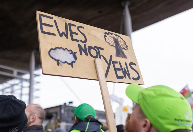 A person holding a sign that reads 'ewes not yews'.