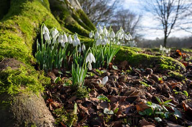 A clutch of snowdrops at the base of a tree.