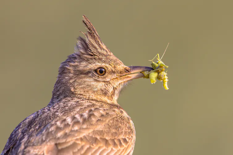 A bird with a beak full of insect prey.