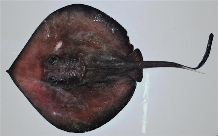 A deepwater stingray, Plesiobatis daviesi