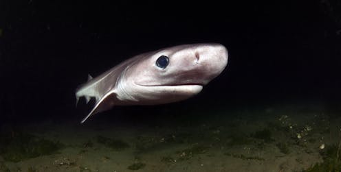 Fished for their meat and liver oil, many remarkable deep-water sharks and rays now face extinction