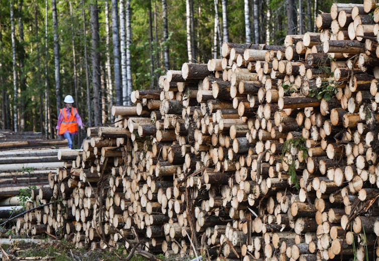 A person in a hard hat and a brightly colored vest walks past large piles of cut trees.