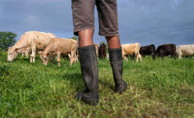 A person's legs wearing high rubber boots in the foreground of a green field with grazing cattle