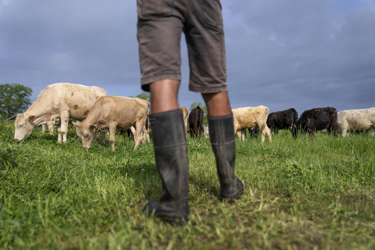 A person's legs wearing high rubber boots in the foreground of a green field with grazing cattle