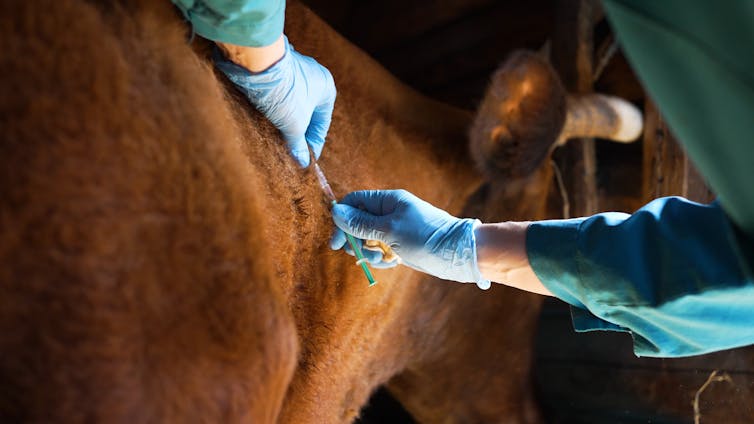 Gloved hands injecting a cow