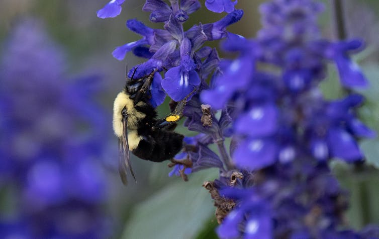 A close-up of a bumble bee on a purple flower.