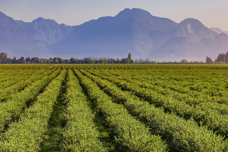 A landscape photo of a field of blueberries with mountains in the distance