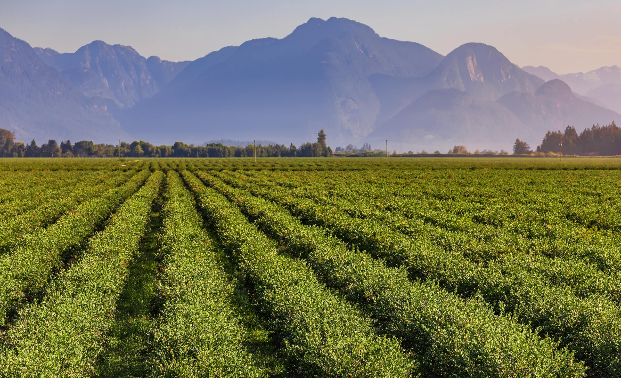 A landscape photo of a field of blueberries with mountains in the distance