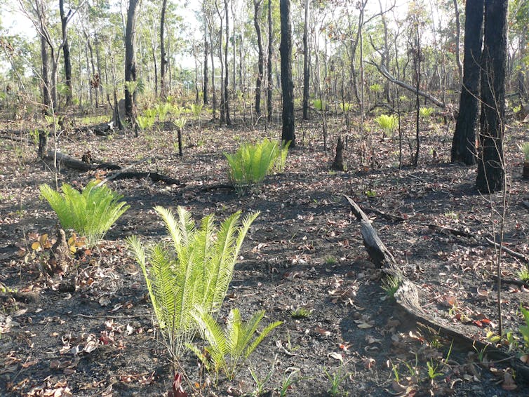 Photo showing green shoots of plant life springing up in a burnt landscape.