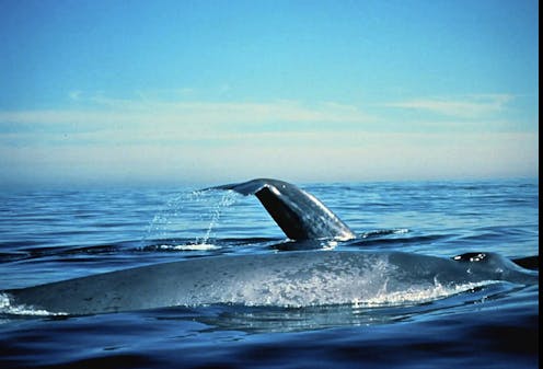 The Southern Ocean upwelling is a mecca for whales and tuna that’s worth celebrating and protecting