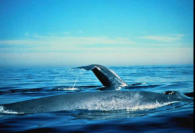 Two blue whales on the ocean surface